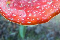 Nice close-up of a fly agaric