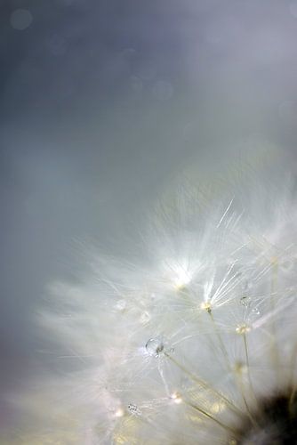 Paardebloem II
