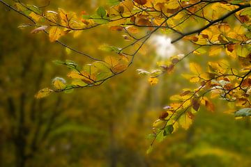 Herbstfarben im Wald von Peter Bartelings