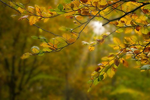 Herfstkleuren in het bos