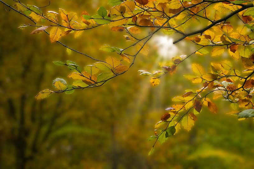 Herbstfarben im Wald von Peter Bartelings