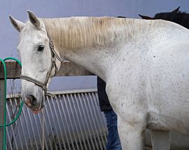 Preparation of the horse before the ride