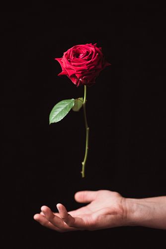 Magisch Zwevende Roos