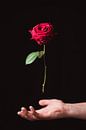 Magical Floating Rose by Wahid Fayumzadah thumbnail