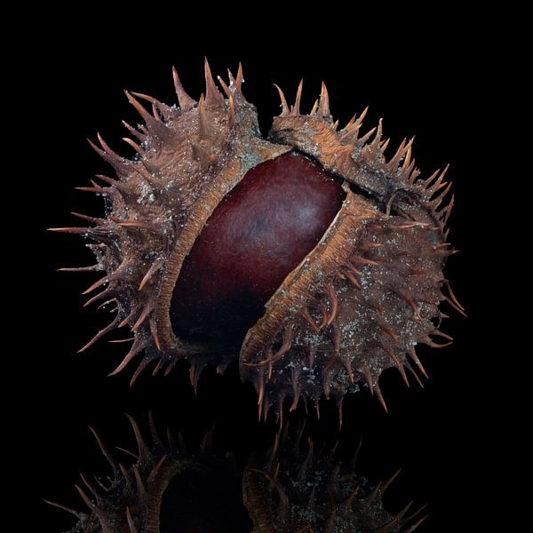 Chestnut in husk by Klaartje Majoor