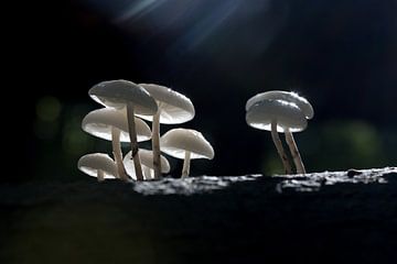 Elfenbeinfarbene Pilze in einem Wald mit dunklem Hintergrund von W J Kok