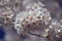 Kirschblüte in Blüte