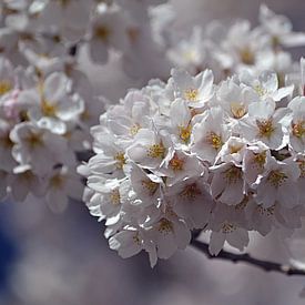 Cherry blossom in bloom by JTravel