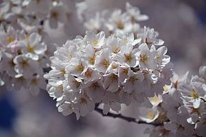 Kirschblüte in Blüte