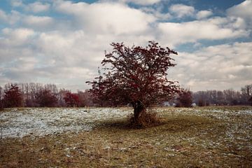 Een Nederlands winterlandschap van Imagination by Mieke