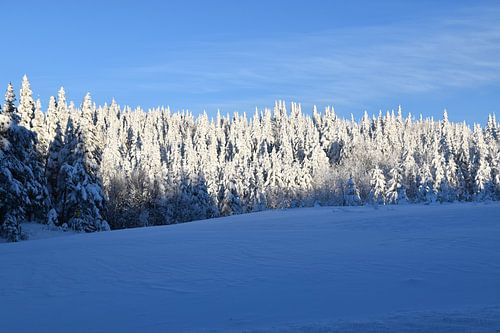 Ein verschneiter Wald nach einem Sturm