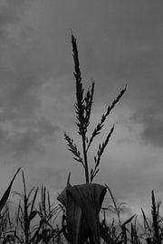 Mais. by Marianne van der Bent