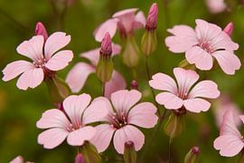 Roze bloemen
