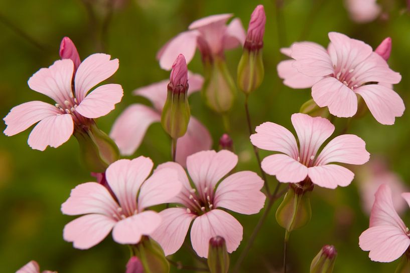 Rosa Blüten von t.ART