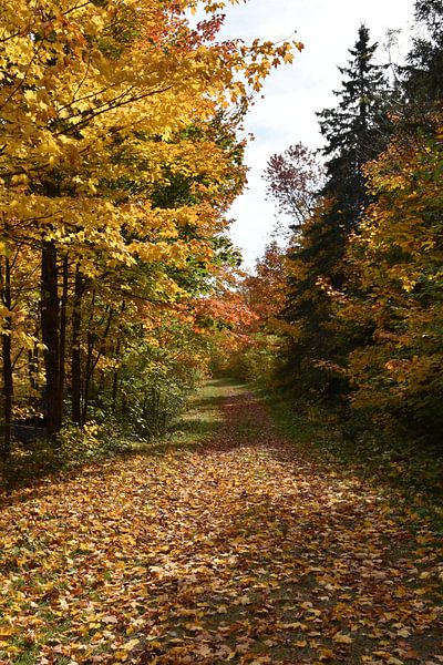 Ein Weg im Wald im Herbst von Claude Laprise