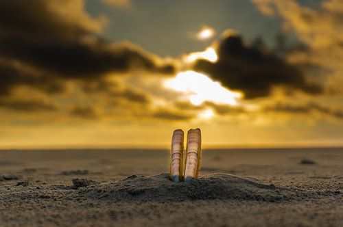 Le crabe profite du soleil