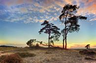 Zonsondergang Nationaal park de hoge Veluwe van John Leeninga thumbnail