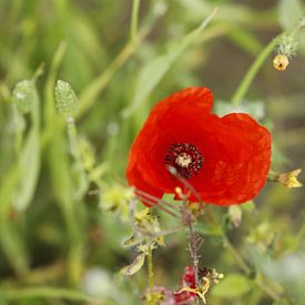 Poppy in the Almanzora Valley by Cora Unk