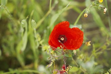 Poppy in the Almanzora Valley by Cora Unk
