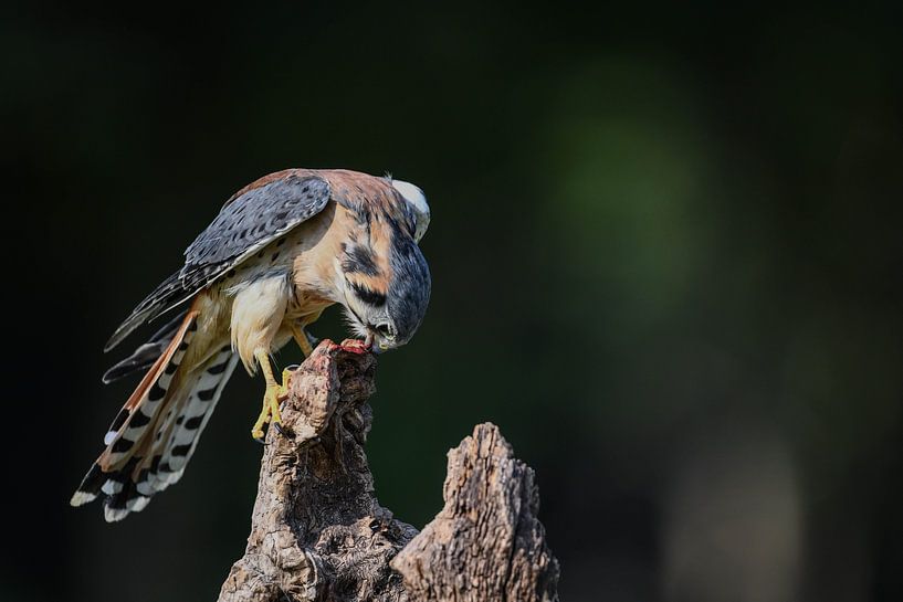 Hop by Erik Ramaker den Ouden