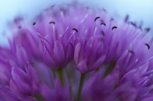 Close up of a purple flower