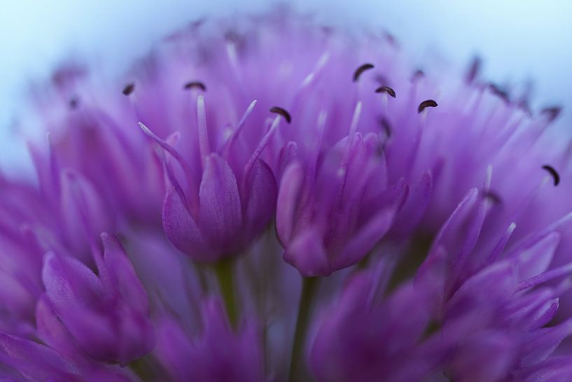 Nahaufnahme einer violetten Blume von WildWonders