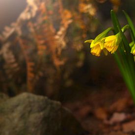 Narcissen, humeurig van Steffi Hommel