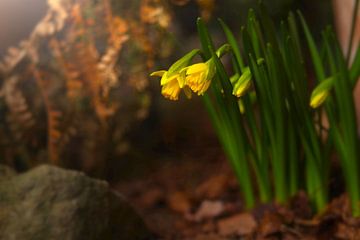 gele narcissen, humeurig van Steffi Hommel