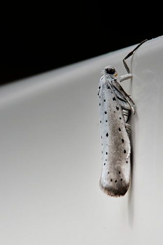 Poserende wilgenstippenmot van Monique Visser