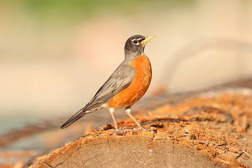 Pose du rouge-gorge