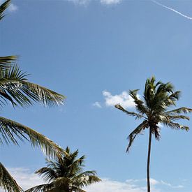 Palmboom in Curaçao van Nats Otten