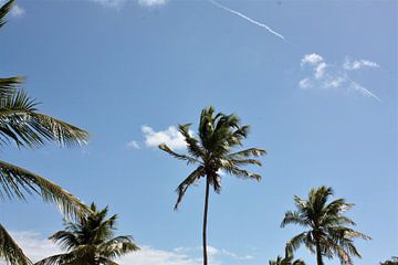 Palmboom in Curaçao van Nats Otten