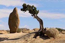 Joshua Tree N.P. by Antwan Janssen