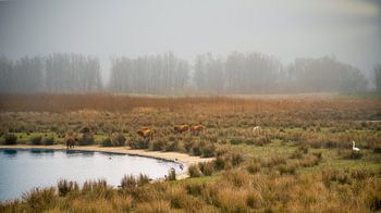 Les Highlanders écossais dans le Biesbosch brumeux