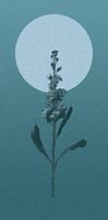 Larkspur at night