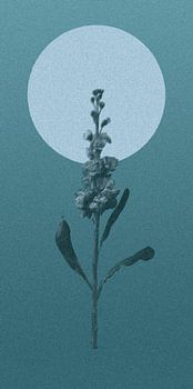 Pied d'alouette la nuit