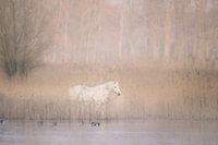 White horse in wonderland