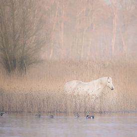 White horse in wonderland by Ellen Metz
