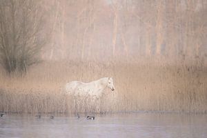 Weißes Pferd im Wunderland von Ellen Metz