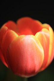 Tulup by Judith Marie