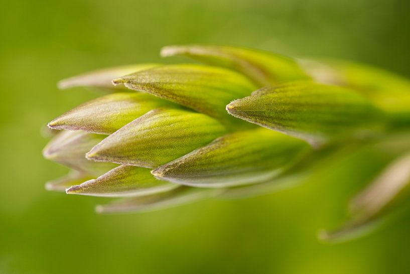 Hosta bloemknop van Iris Holzer Richardson