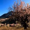 Spring in Spain by Marian Merkelbach