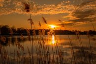 Zonsondergang aan het water achter het riet van Rick van de Kraats thumbnail