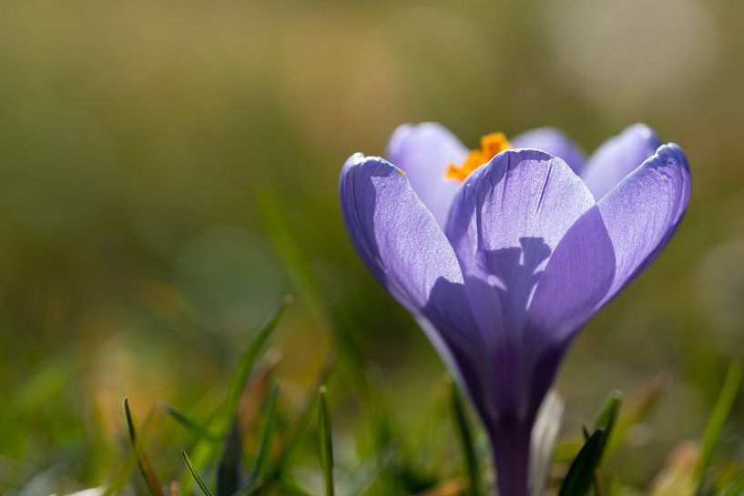 Crocus en contre-jour par Ulrike Leone