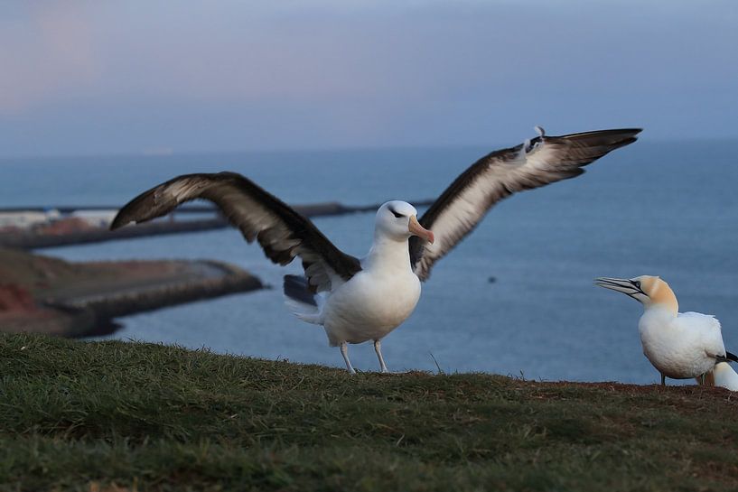 Zwartgegroefde albatros ( Thalassarche melanophris ) of Mollymawk Helgoland-eiland Duitsland van Frank Fichtmüller