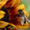 Blinde bij - zweefvlieg Eristalis tenax van Saranda in t Veld Fotografie