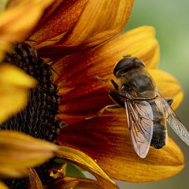Blinde bij - zweefvlieg Eristalis tenax van Saranda in 't Veld Fotografie