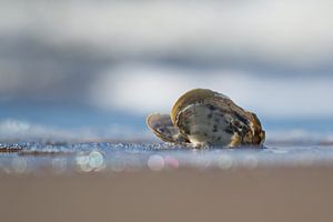 Strandgaper