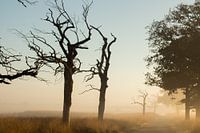 Herfstlandschap op de Veluwe
