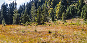 Hühnermoos im Herbst